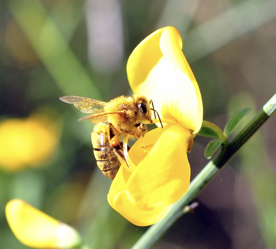 Una Imagen para Abeja de la miel, apicultura y abejas silvestres.